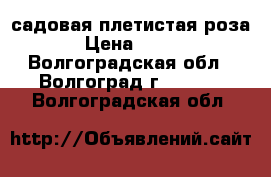 садовая плетистая роза › Цена ­ 300 - Волгоградская обл., Волгоград г.  »    . Волгоградская обл.